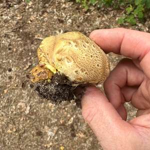 Gemeiner Kartoffelbovist