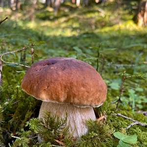 Unknown Species