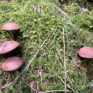 Red-capped Scaber Stalk