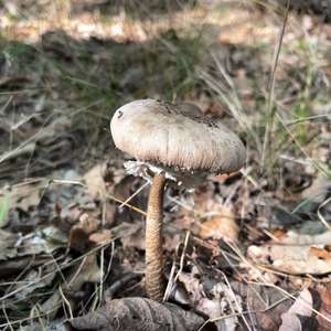 Parasol Mushroom