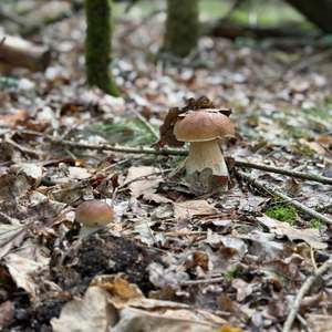 Fichten-Steinpilz