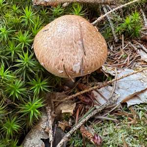 Red-staining Mushroom