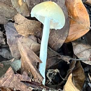 Psathyrella, Common
