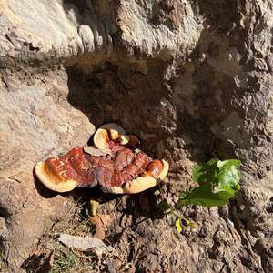 Red-belted Polypore