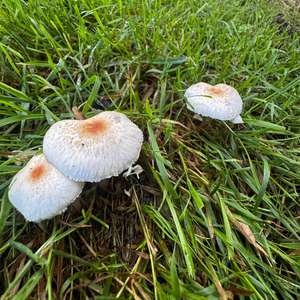 Unknown Species