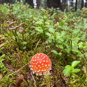 Fly Agaric