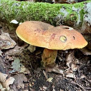 Dotted-stem Bolete