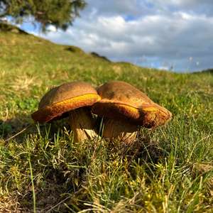 Unknown Species