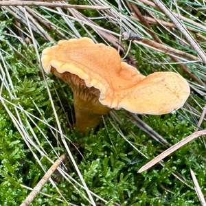 False Chanterelle