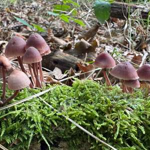 Bleeding Mycena