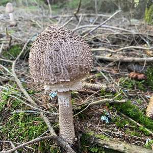 Parasol Mushroom