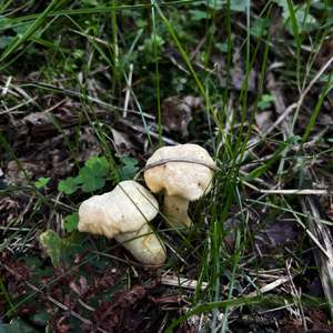Chanterelle, Common