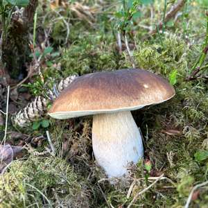 King Bolete