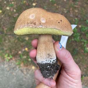 Steinpilz