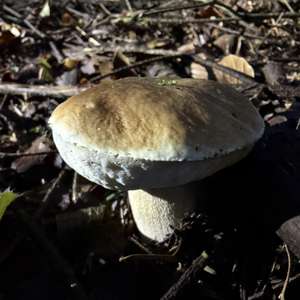 Steinpilz