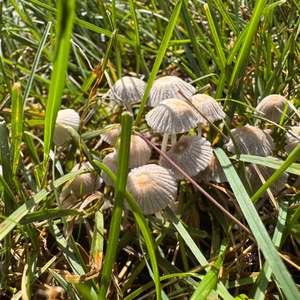 Non-inky Coprinus