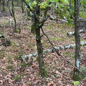 Fichten-Steinpilz