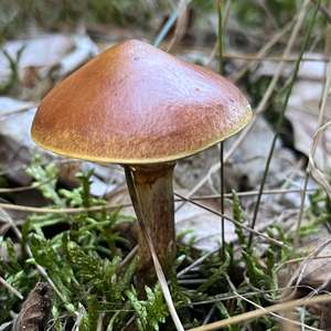 Larch Suillus
