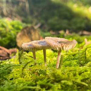 Unknown Species