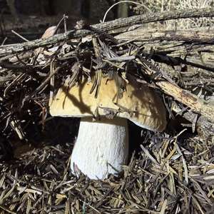 King Bolete