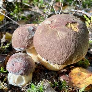 Steinpilz