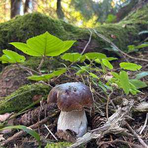 Unknown Species