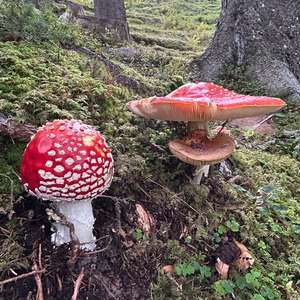 Unknown Species