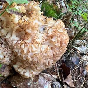 Eastern Cauliflower Mushroom