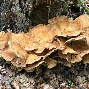 Black-staining Polypore