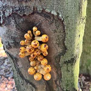 Pholiota adiposa