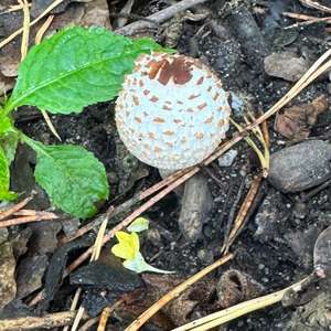 Parasol Mushroom