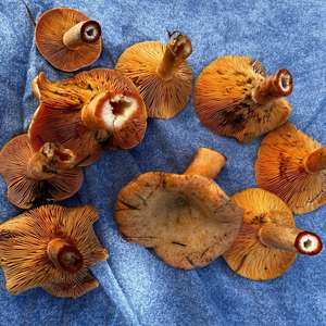 False Saffron Milk Cap