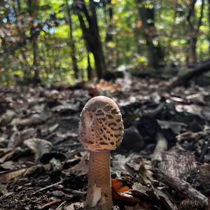 Parasol Mushroom