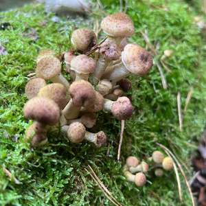 Unknown Species