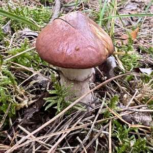Slippery Jack