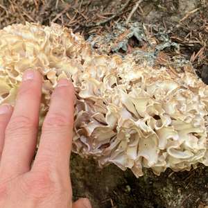 Eastern Cauliflower Mushroom