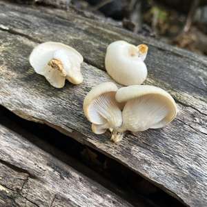 Pleurotus pulmonarius
