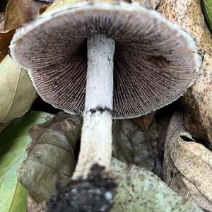 Velvety Psathyrella