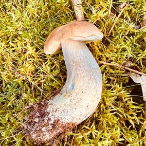 Summer Bolete