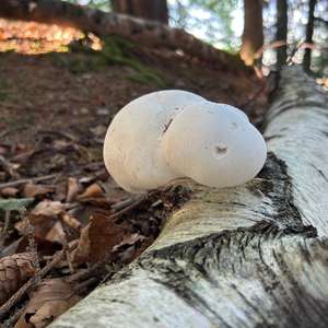 Unknown Species