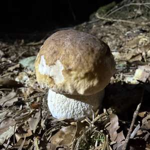 King Bolete