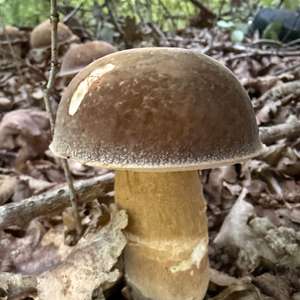 Schwarzhütiger Steinpilz