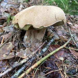 Steinpilz