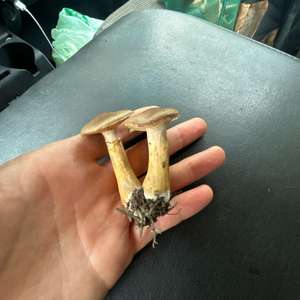 Honey Mushroom
