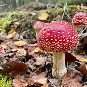 Fliegenpilz