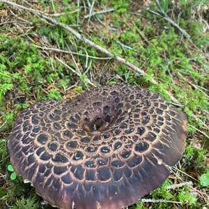 Shingled Hedgehog