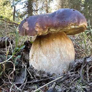 King Bolete