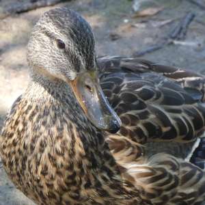 Stockente