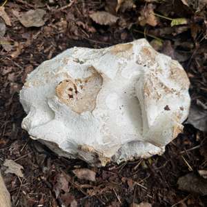 Riesenbovist