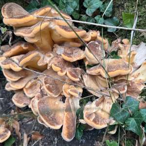 Black-staining Polypore